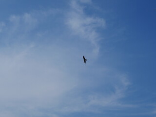 bird in flight and blue sky