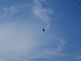bird in flight and blue sky