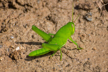 a green grasshopper spotted in Vietnam
