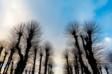 Backlighting silhouettes of bare, leafless tree branches and trunks during winter period, low angle point of view