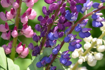 close-up of purple lupine flowers.Summer field of flowers in nature with a blurred background.selective focus. Lilac violet Lupinus