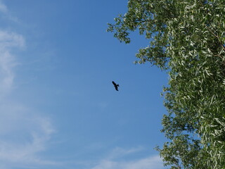bird in flight and blue sky