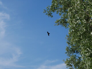 bird in flight and blue sky