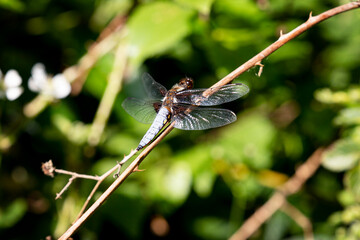 dragonfly is resting in the sunlight