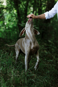 Obedient Dog