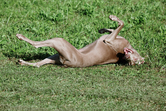 Dog Scratching Back In Park.
