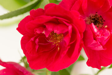 Flower of red rose hips on a white texture horizontal background in the rays of the bright sun closeup.