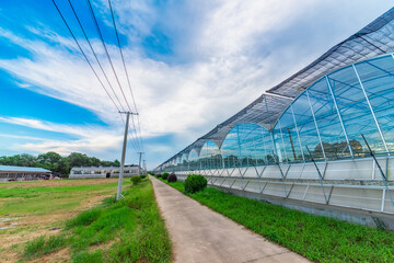 Fototapeta premium The greenhouse of modern agriculture is under the blue sky and white clouds.