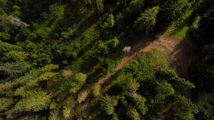 Fluffy coniferous tall green trees in forest