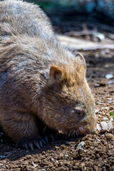 A common wombat in the wilderness of Australia during a sunny day in summer.