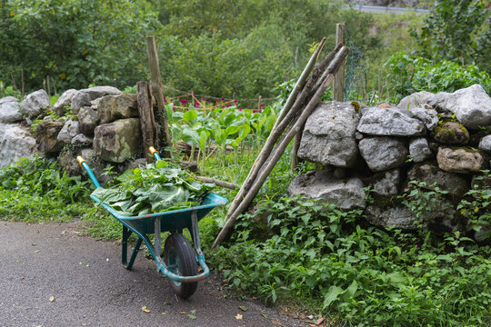 Wheelbarrow in veggie pad