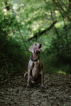 Close Up Of Weimaraner In The Forest