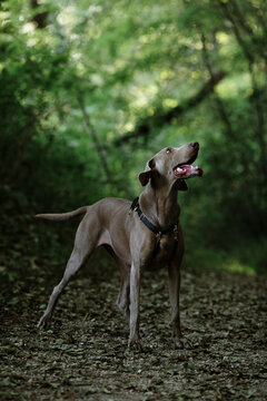 Close Up Of Weimaraner In The Forest