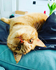 britisch kurzhaar katze nahaufnahme / british shorthair cat close up 