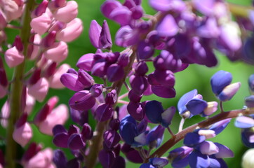 Fototapeta premium close-up of purple lupine flowers.Summer field of flowers in nature with a blurred background.selective focus. Lilac violet Lupinus