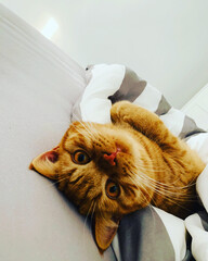 britisch kurzhaar katze nahaufnahme / british shorthair cat close up