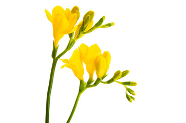 yellow freesia flower isolated - obrazy, fototapety, plakaty
