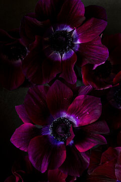 Close up of beautiful flower