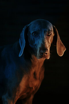 A Portrait Of A Weimaraner Dog