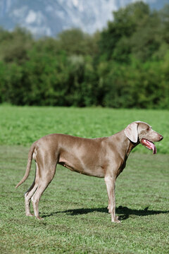 Close Up Of Weimaraner In The Forest