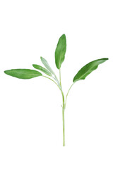 Fototapeta na wymiar Raw green sage leaves on a white isolated background