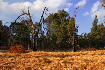 Land scape of a tree struck by lightning 