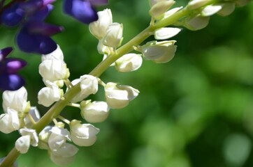 close-up of purple lupine flowers.Summer field of flowers in nature with a blurred background.selective focus. Lilac violet Lupinus