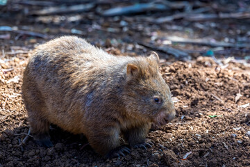 Naklejka premium A common wombat in the wilderness of Australia during a sunny day in summer.