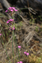 Obraz premium Carnation field in sunny day. Dianthus campestris.
