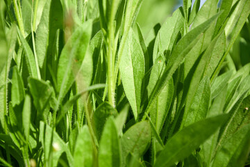 Fototapeta na wymiar Green grass macro photo, close up nature background.