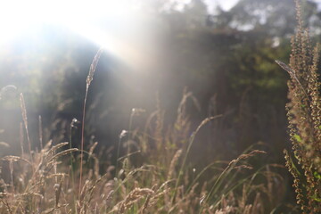 close up of hay with light green background