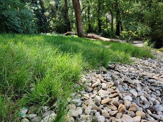path in the forest