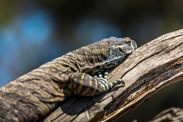 A large lizard in the wilderness of Victoria, Australia at a hot and sunny day in summer.
