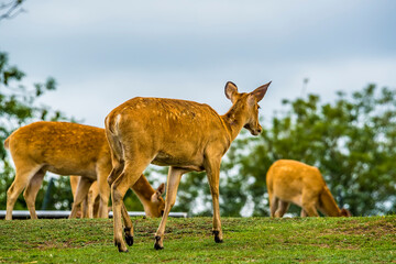 A White-Tailed Deer turns to follow her herd disappearing over the brow of a hill