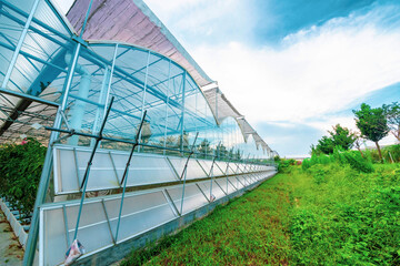 Fototapeta premium The greenhouse of modern agriculture is under the blue sky and white clouds.