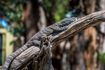 A large lizard in the wilderness of Victoria, Australia at a hot and sunny day in summer.