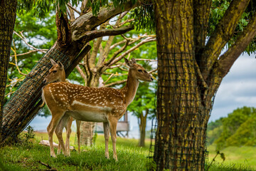 Naklejka na ściany i meble A pair of White-Tailed Deer stand alert amongst the trees
