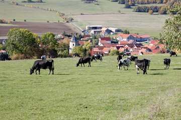 Kuh, Kühe, Rinder, Weide, Gras, Oepfershausen, Thueringen, Rhoen, Deutschland, Europa