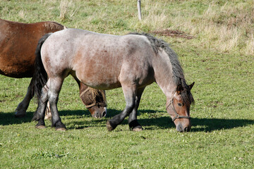 Pferde, Weide, Gras , Oepfershausen, Thueringen, Rhoen, Deutschland, Europa