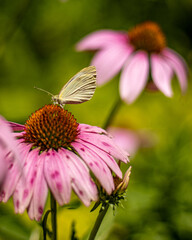 butterfly on pink flower