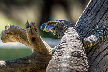 A large lizard in the wilderness of Victoria, Australia at a hot and sunny day in summer.