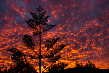 silhouette of a coniferous tree with a low angle of view, with the background of a deep red cloudy sky during sunset
