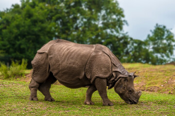 Obraz premium A lone Indian Rhinoceros grazing in open parkland