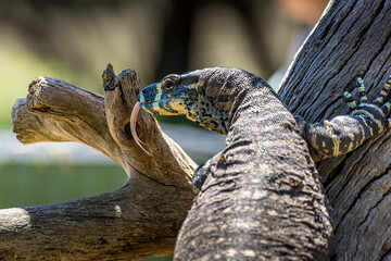 A large lizard in the wilderness of Victoria, Australia at a hot and sunny day in summer.