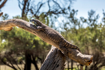 A large lizard in the wilderness of Victoria, Australia at a hot and sunny day in summer.