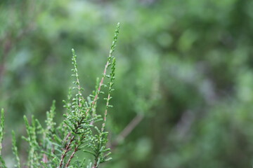 close up of green plant with green background