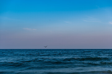 Obraz premium One Bird Flying Low Over Ocean