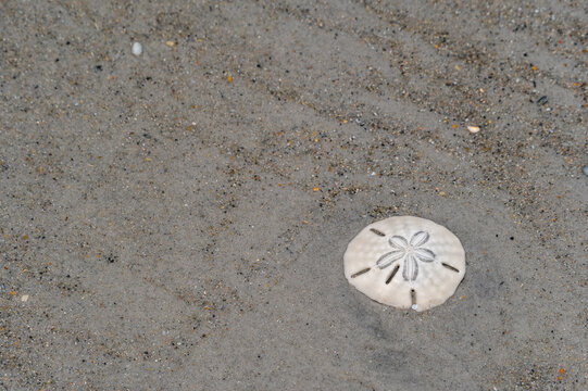 Sand Dollar in Sand - Lower Right Corner