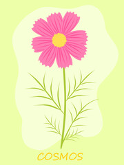 Pink cosmos flower isolated on simple green background. Flat design. Botanical illustration.