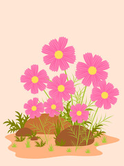 Pink cosmos flowers with brown stone. Floral illustration isolated on pastel pink background. Flat design. Botanical art.